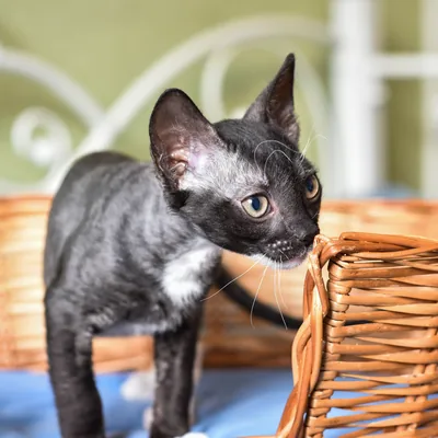 Lykoi