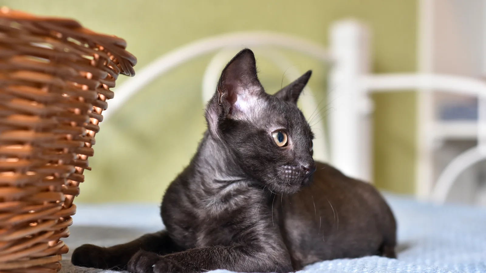 Dark roan Lykoi cat with a sparse werewolf-like coat