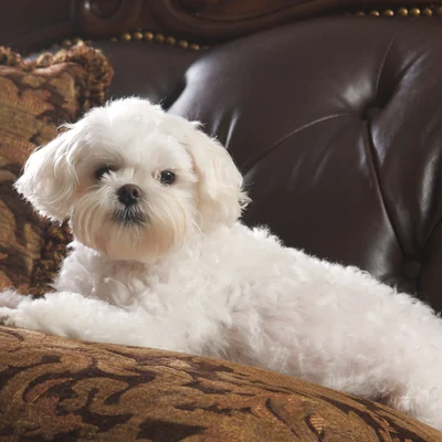 Maltese