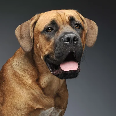 Mastiff
