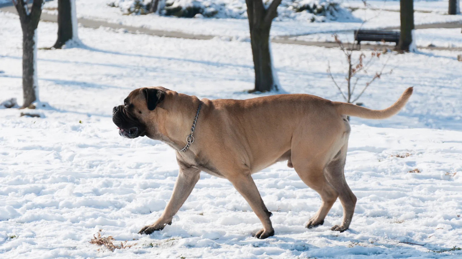 Mastiff walking across a snowy park