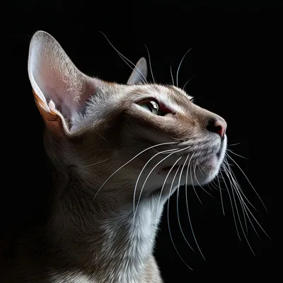 Oriental Shorthair