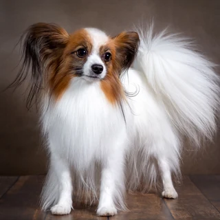 Papillon