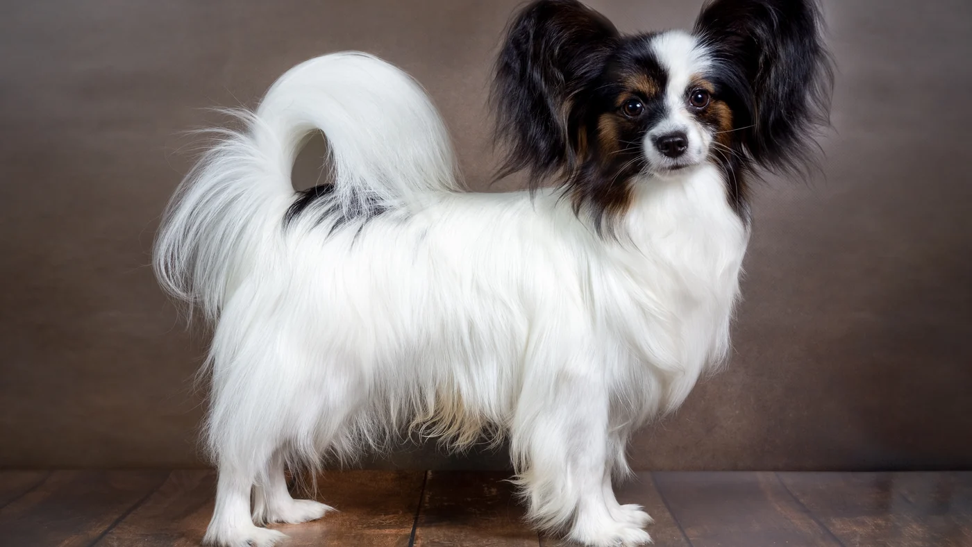 Papillon standing in profile with a long white coat and plumed tail