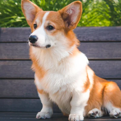 Pembroke Welsh Corgi