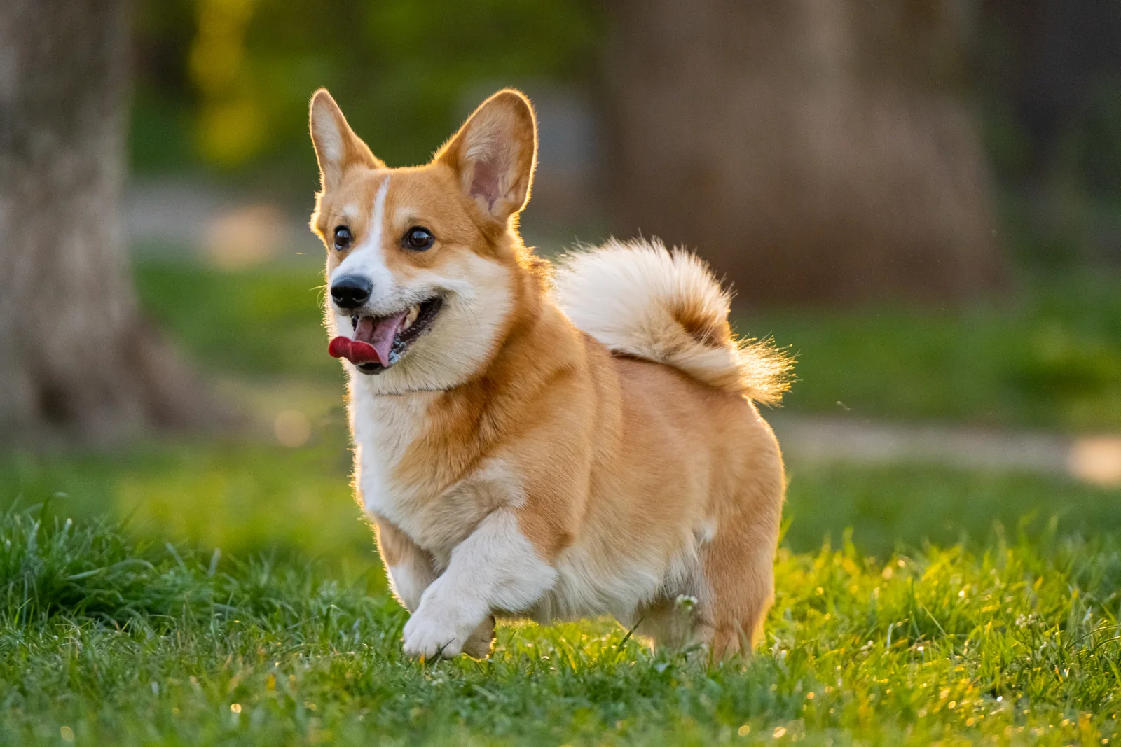 Pembroke Welsh Corgi running through grass at sunset