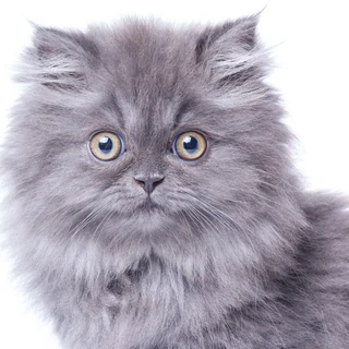 Persian