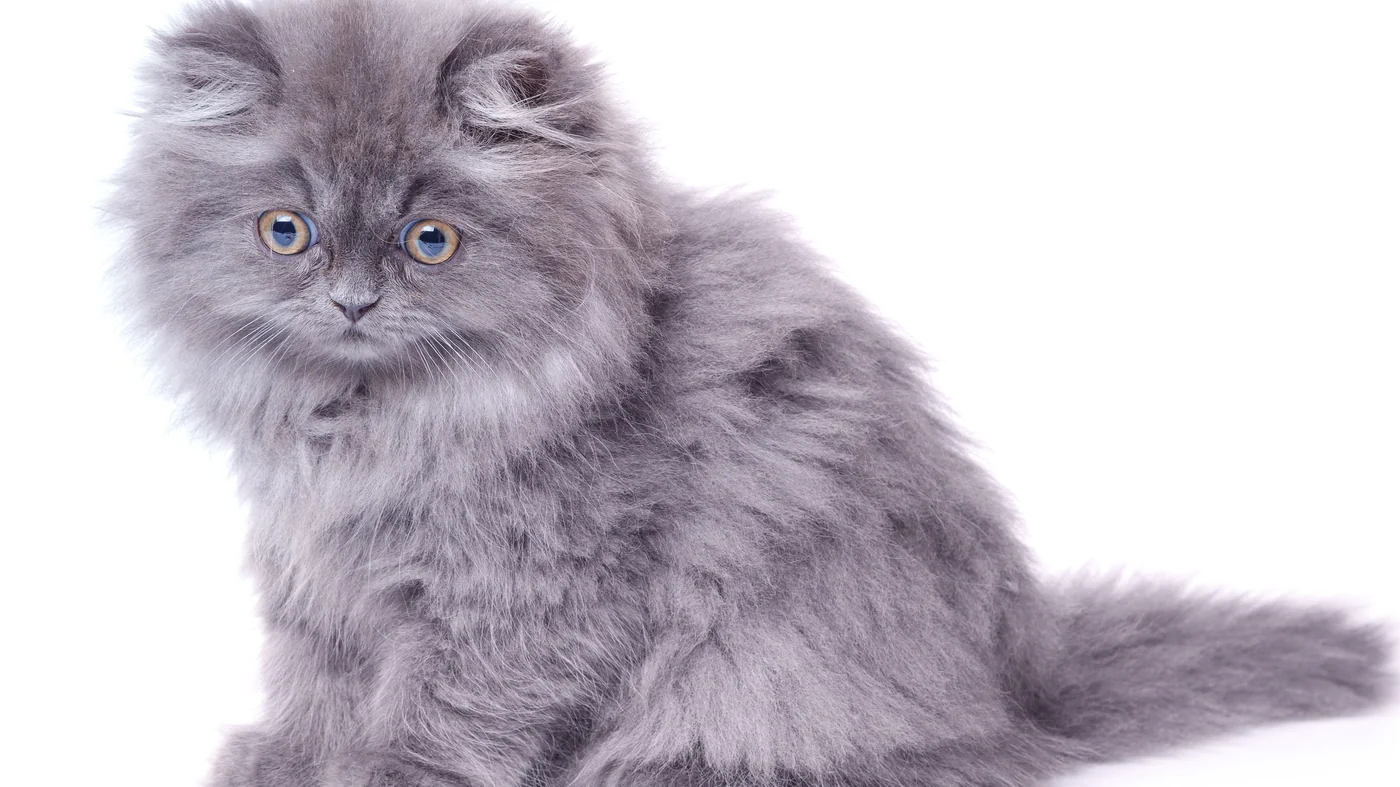 Fluffy gray Persian kitten sitting against a white background