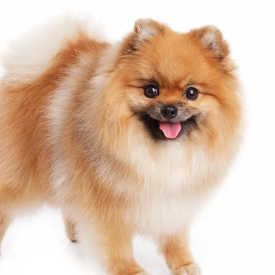 Pomeranian
