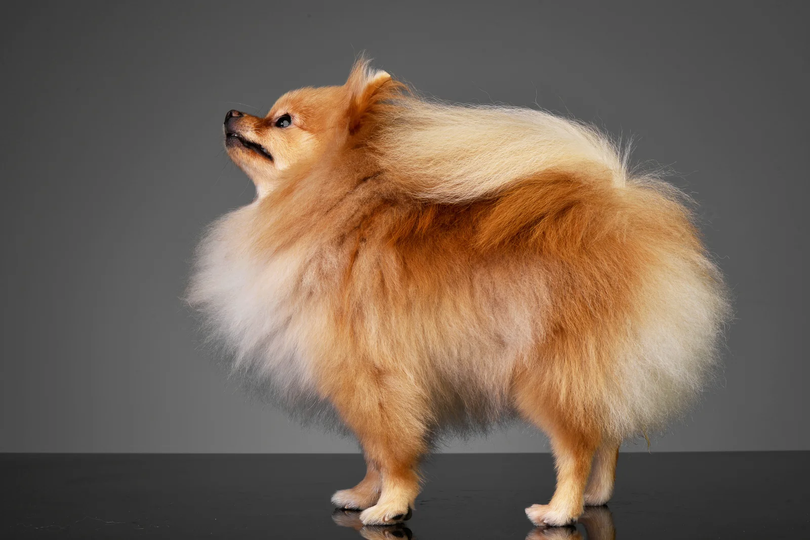 Fluffy orange Pomeranian in profile in a studio