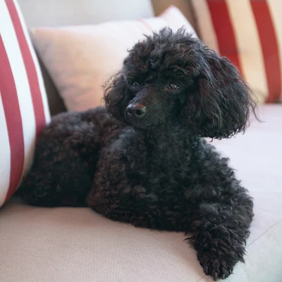 Poodle