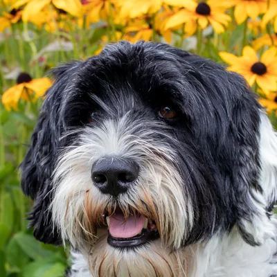 Portuguese Water Dog