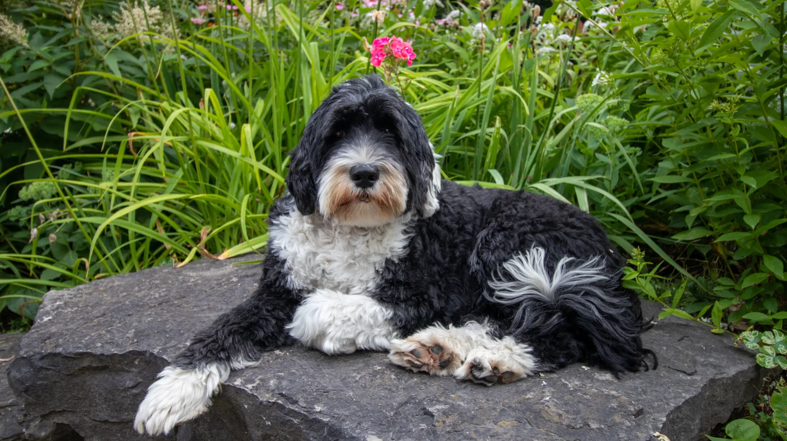 Portuguese Water Dog resting on a garden rock
