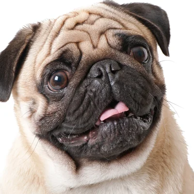 Pug