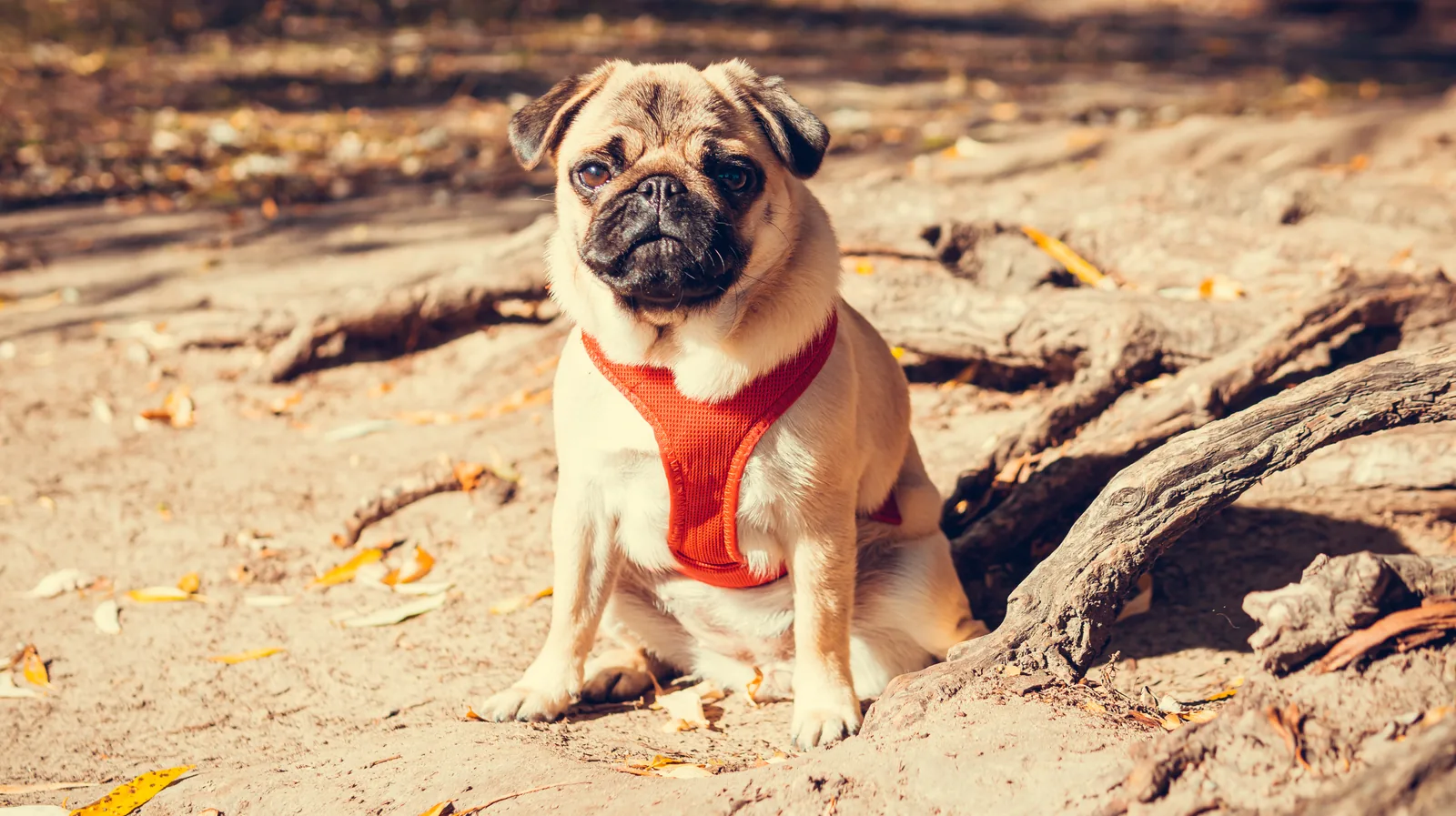 Pug sitting on a sunlit woodland trail