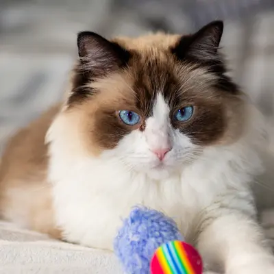 Ragdoll