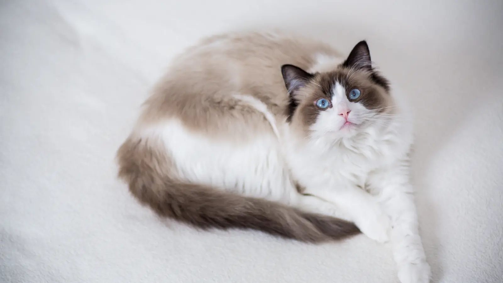 Fluffy Ragdoll cat with blue eyes curled up on a soft white blanket