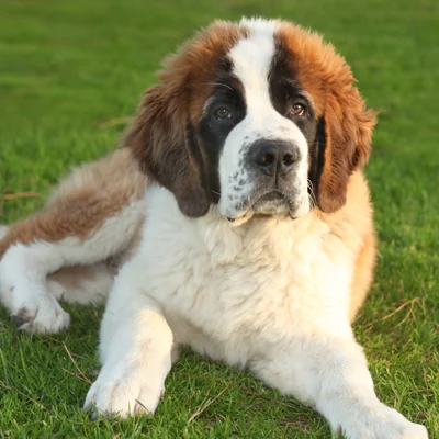 Saint Bernard