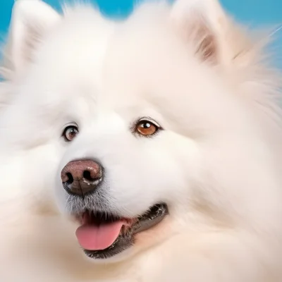 Samoyed
