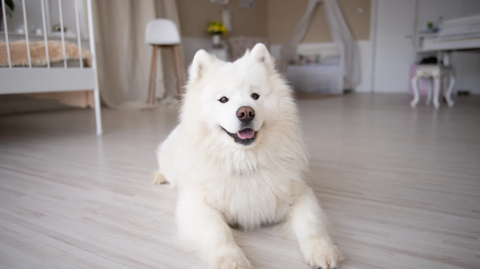 Samoyed resting on a bright bedroom floor
