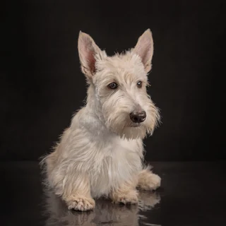 Scottish Terrier