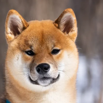 Shiba Inu