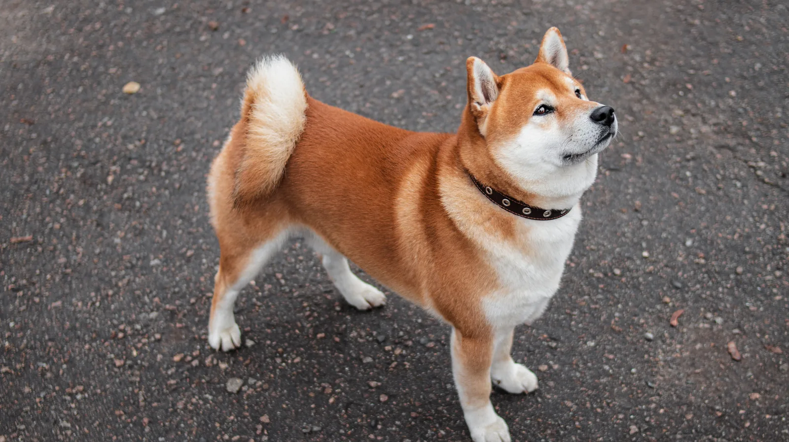 Shiba Inu standing on a misty autumn park path