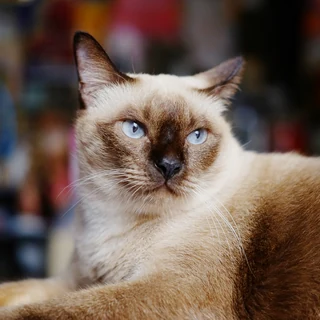 Siamese