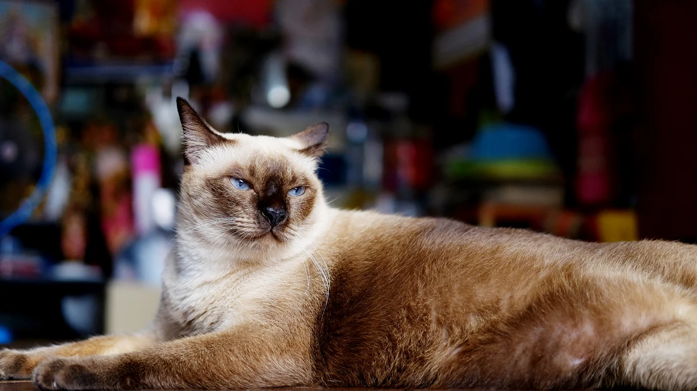 Seal-point Siamese cat reclining and relaxed on the floor