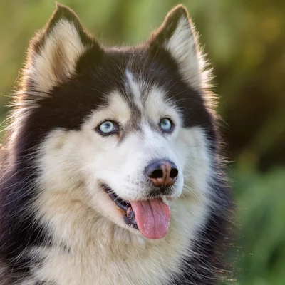 Siberian Husky