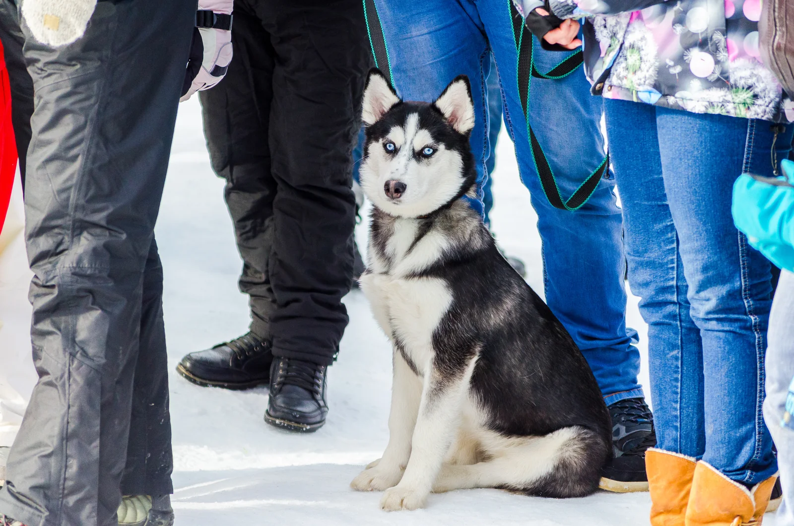 Siberian Husky with blue eyes sitting in the snow