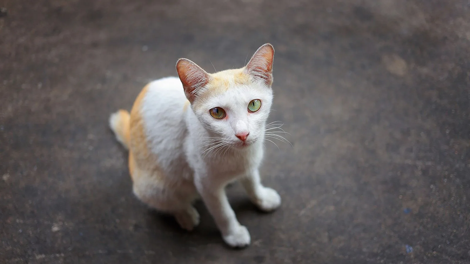Small pale ticked Singapura cat with large expressive eyes