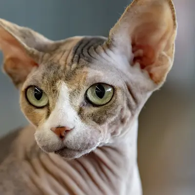 Sphynx