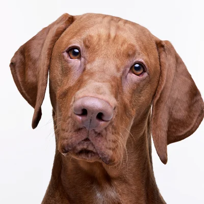 Vizsla