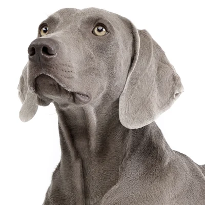 Weimaraner