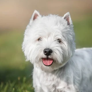 West Highland White Terrier