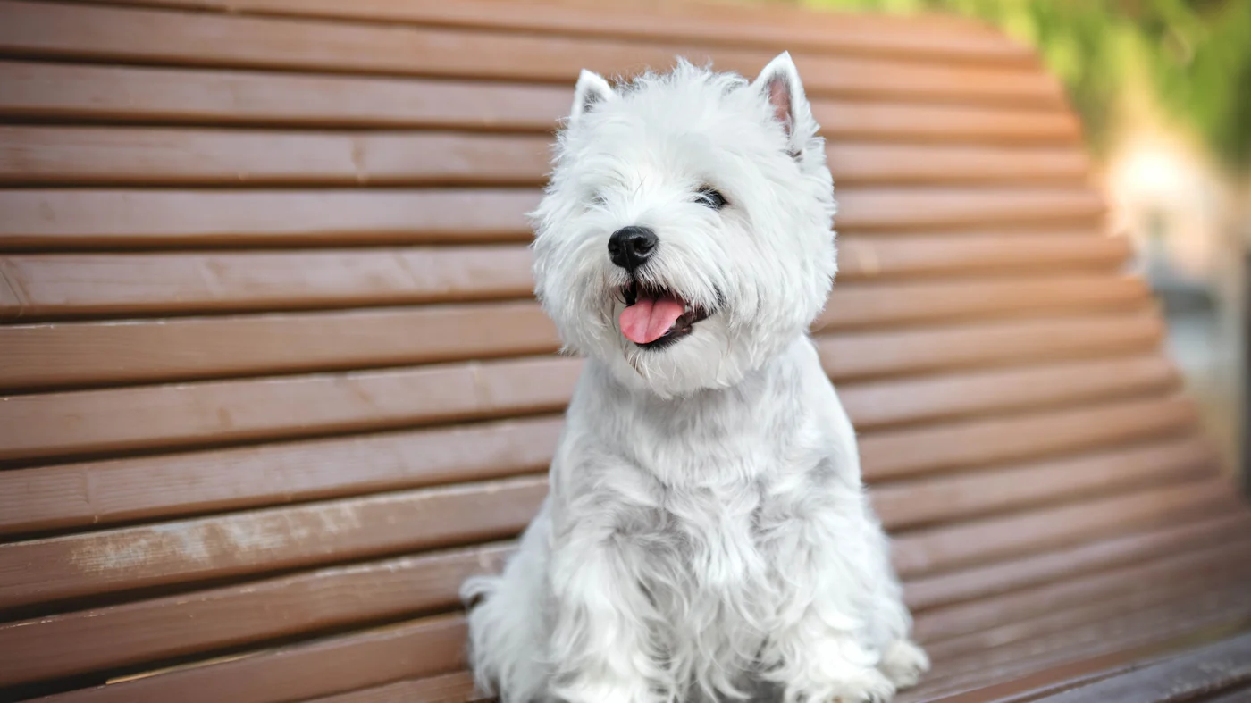 West Highland White Terrier sitting on a wooden park bench