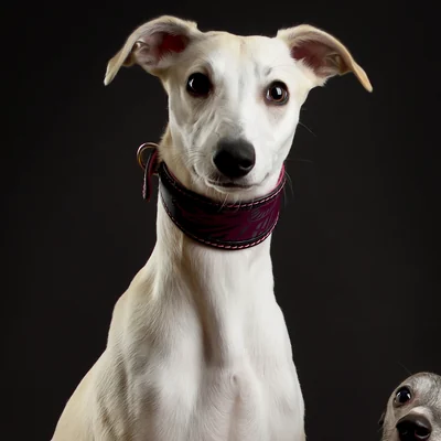 Whippet