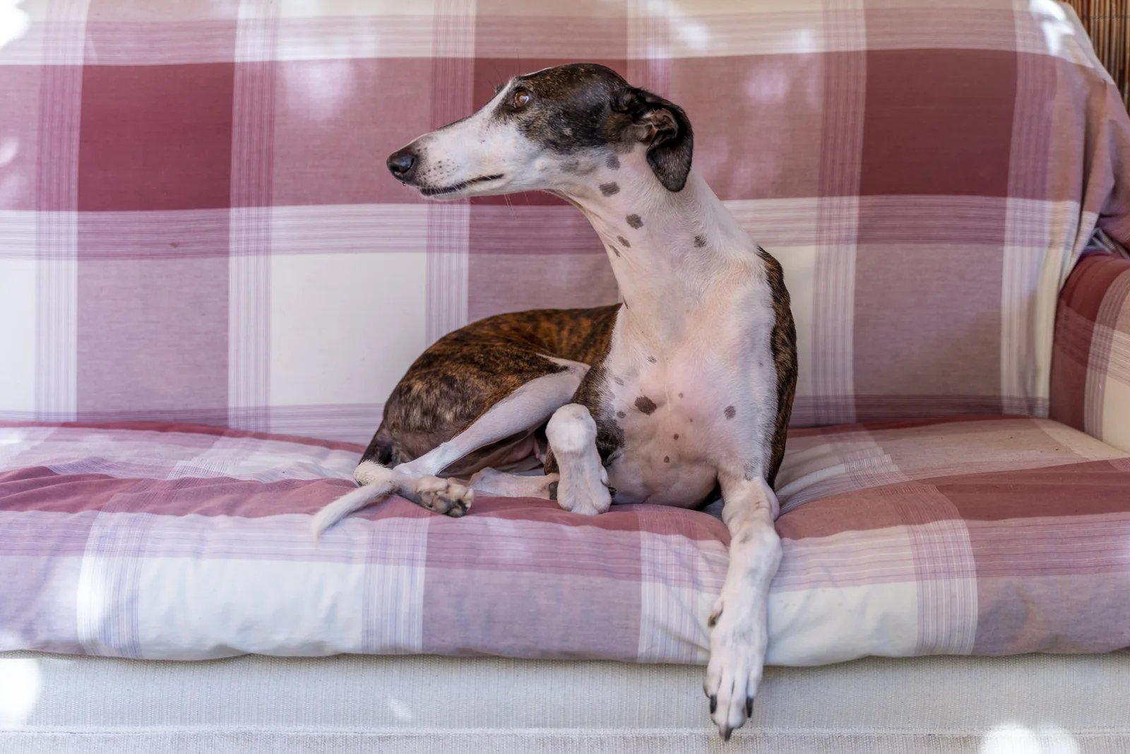 Whippet relaxing on a checked couch