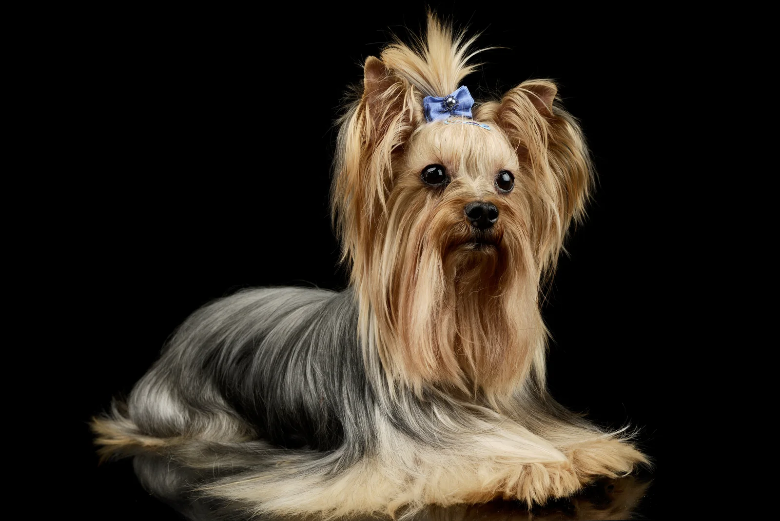 Yorkshire Terrier in full show coat with a topknot bow