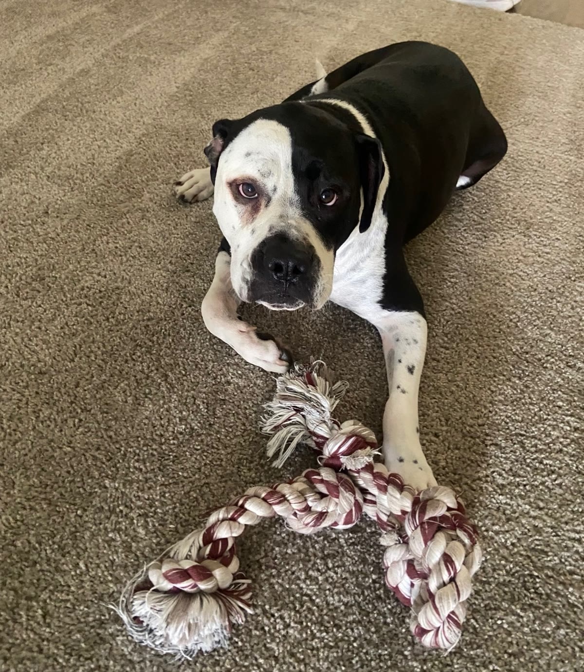 Boxer mix guest with a rope toy at Mila Hotel