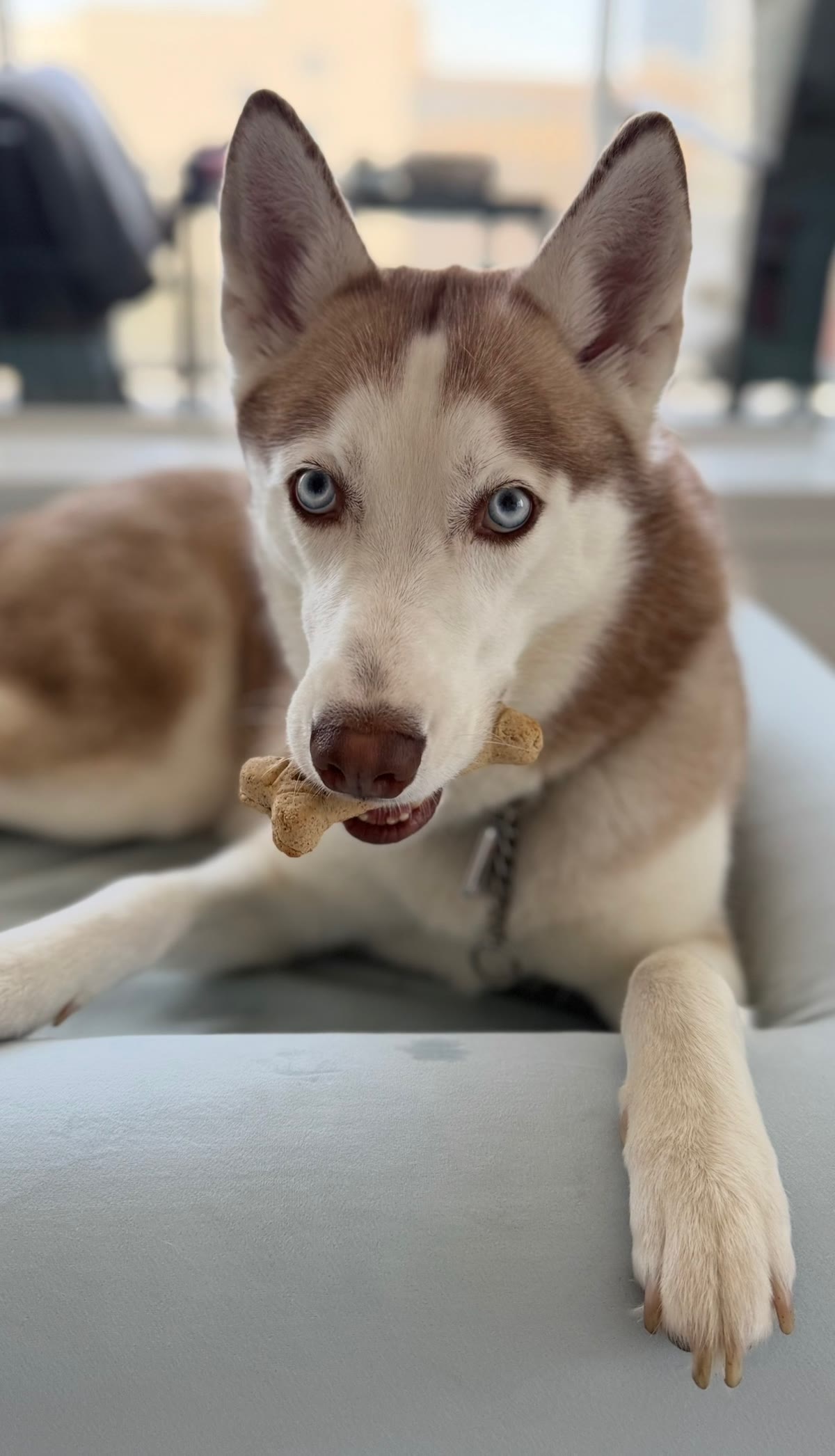 Blue-eyed Husky guest with a biscuit at Mila Hotel