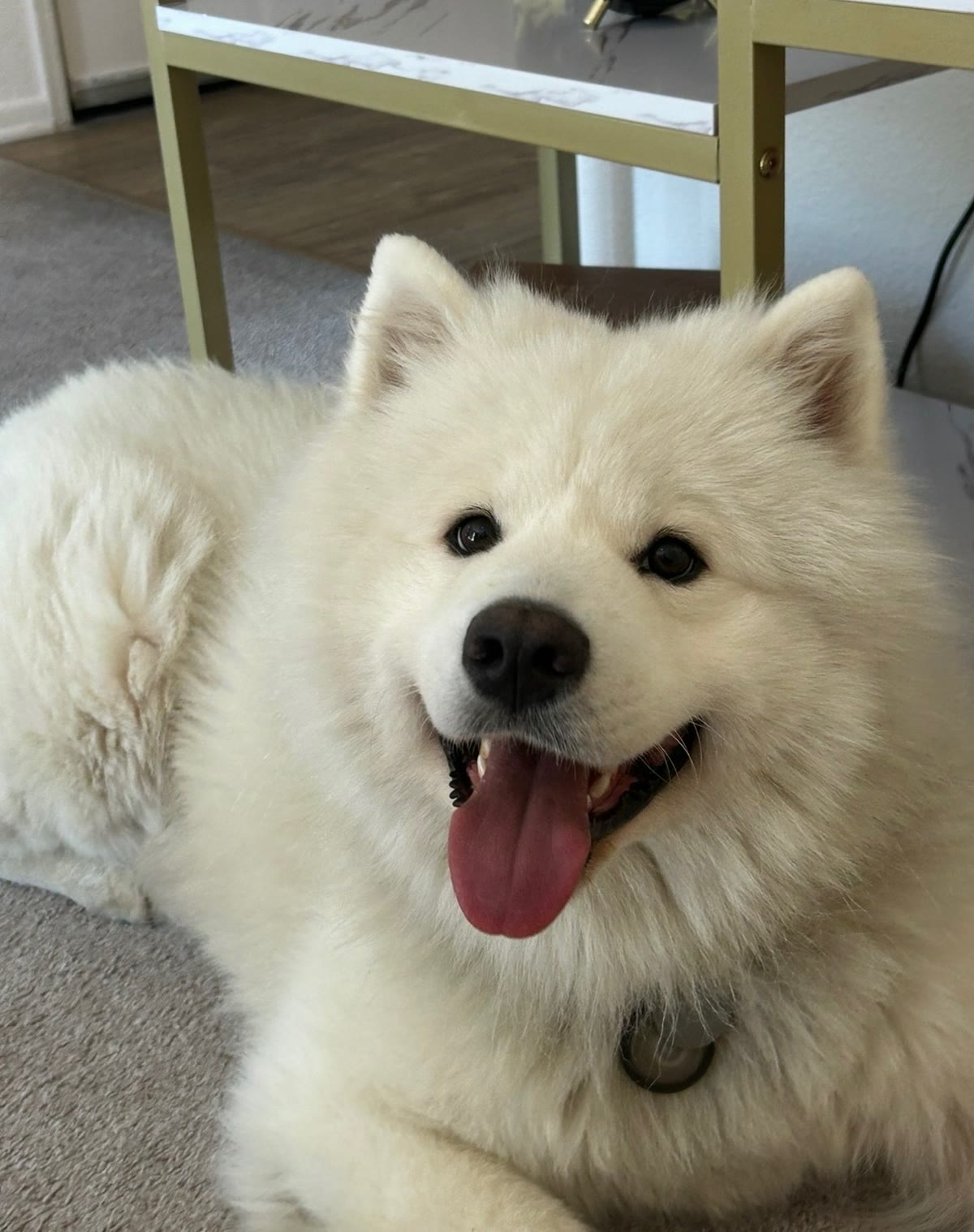 Fluffy white Samoyed guest smiling at Mila Hotel