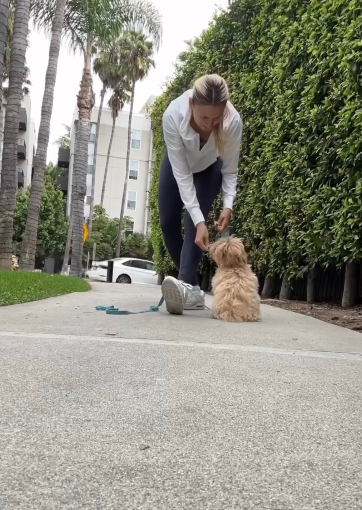 Small terrier guest earning a treat at Mila Hotel